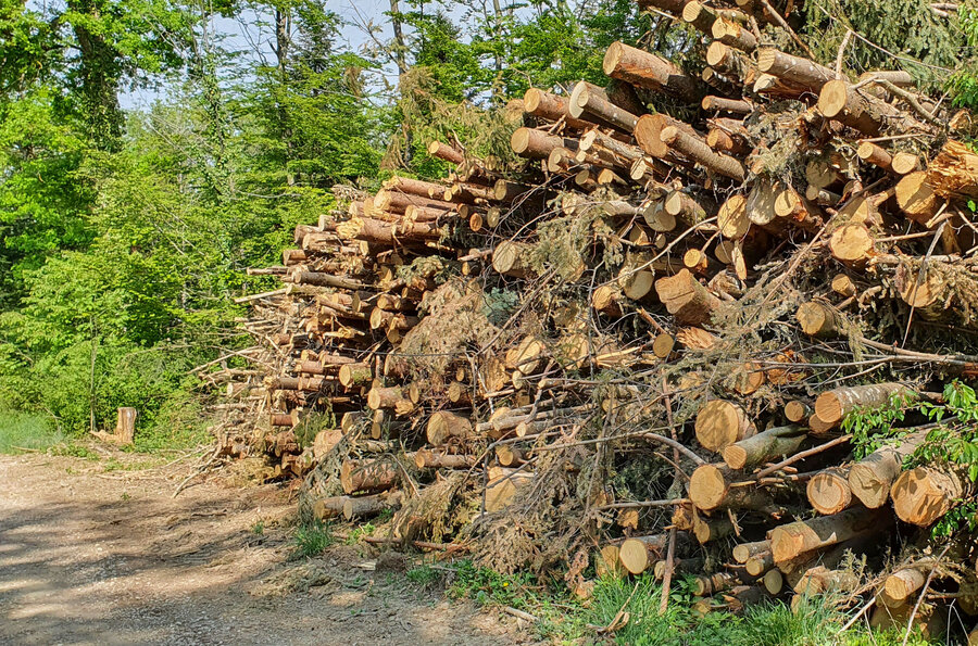 Les bostryches et la sécheresse provoquent une véritable avalanche de bois. Photo : WaldSchweiz/Alain Douard