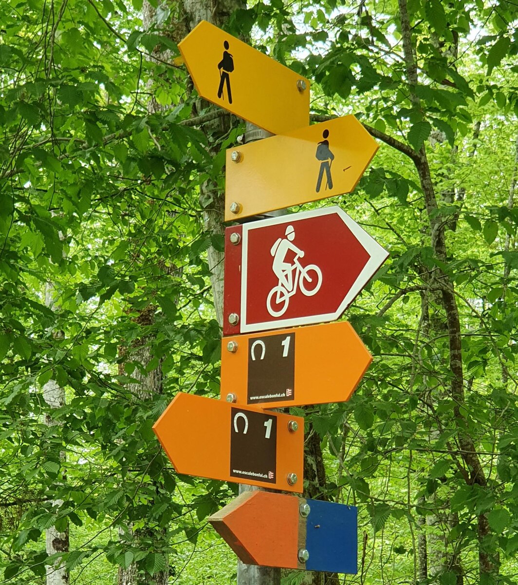 Chemins pédestres en forêt | Forêt Suisse